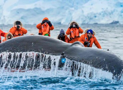 Beste tijd Antarctica walvissen, Exclusieve National Geographic Antarctica