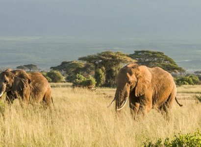 Tanzania Zanzibar vakantie,Big five Serengeti, Wildlife Tanzania