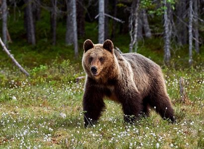 Bruine beren Italië