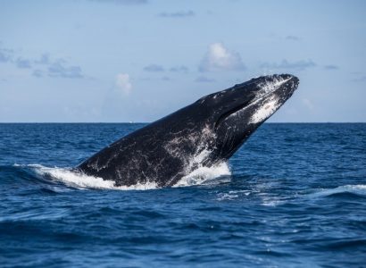 Walvissen spotten in Noord Amerika