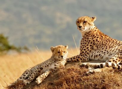 Kidepo Valley Cheetah