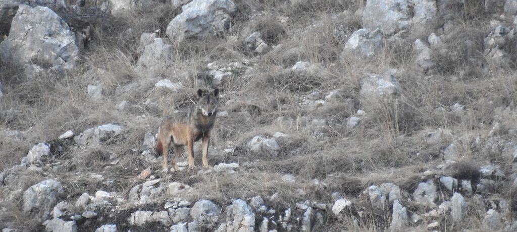 Wolven in de Abruzzen