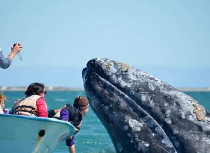 Grijze walvis spotten