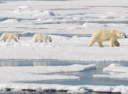 IJsberen Spitsbergen