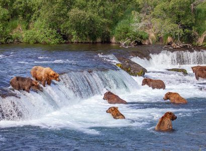 Beren en zeedieren in Alaska