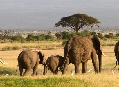 Kenia reizen Amboseli, Olifant safari reizen