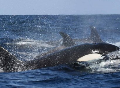 Orka spotten in IJsland, Activiteiten West IJsland, Wildlife spotten in IJsland