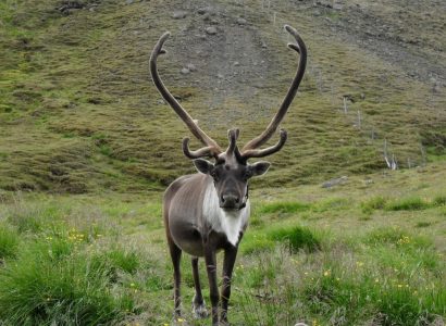 Rendieren IJsland