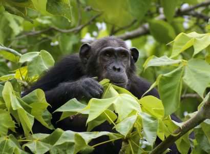 Rondreis West Tanzania