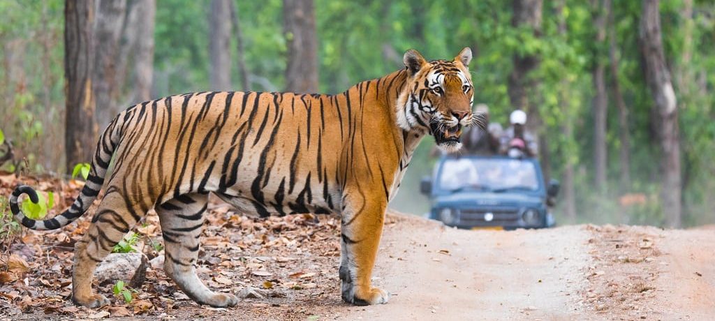 Tijgersafari in India Ultieme tijgerreis