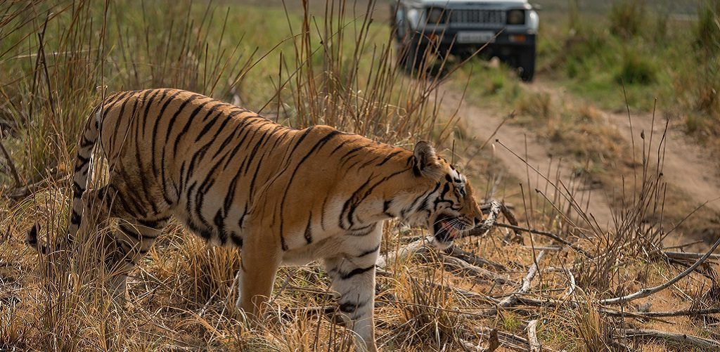 Tijger, Safari reis in Azië