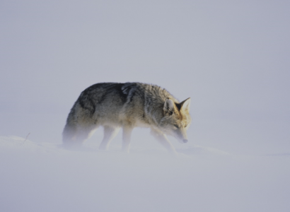 Wildlife en natuur Yellowstone