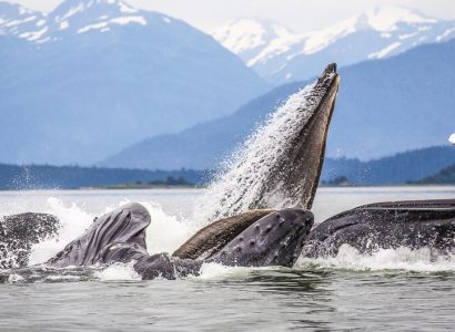 Walvissen spotten in Alaska