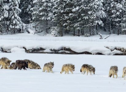 Wolven in Yellowstone