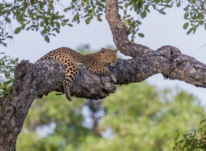 Big Five Safari Tanzania, Grote katten spotten