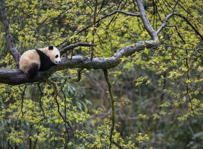 Beren in China spotten