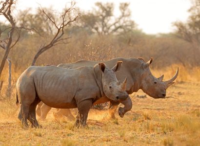 Big Five safari in Afrika