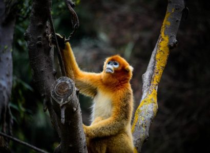 Dieren spotten in China