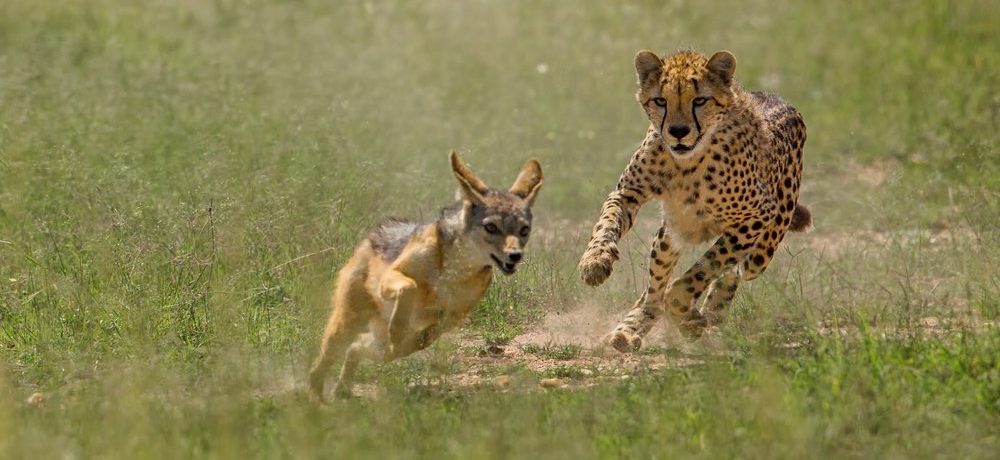 Tarangire National Park, rondreis