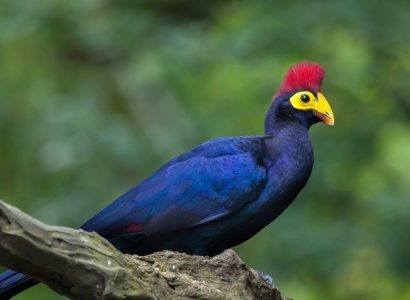 Lope National Park, Veel gestelde vragen over Gabon