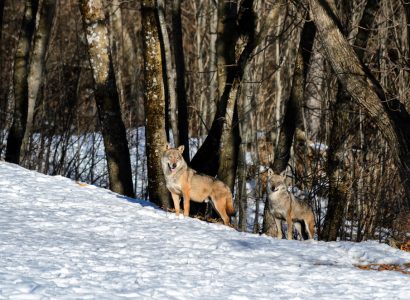 wolven in de Abruzzen, Italië