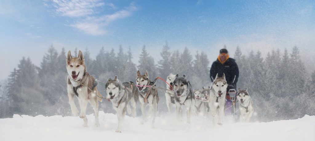 Activiteiten Lapland, Husky