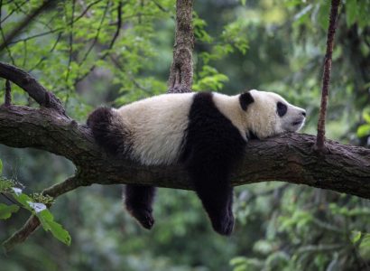 panda natuurreis, Natuur reizen in China, Pandabeer