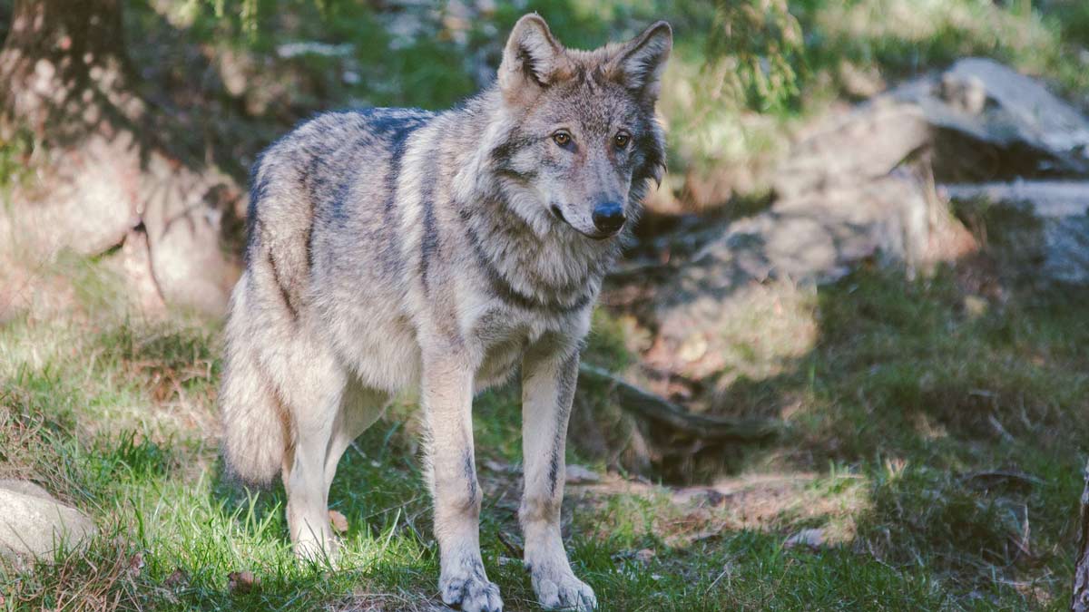 Gray Wolf Natural Habitat