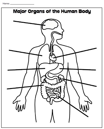 Printable Human Body Worksheet image.