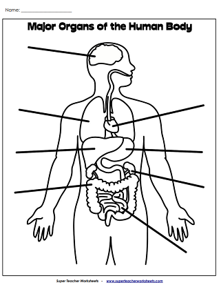 Human Body Worksheets