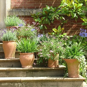 Patio Gardening