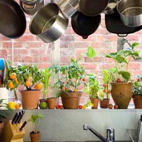 Windowsill Gardening