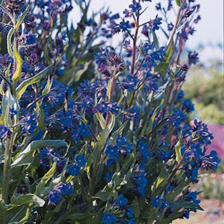 Dropmore anchusa - Italian bugloss