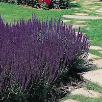 Blue Queen salvia plant in full bloom.