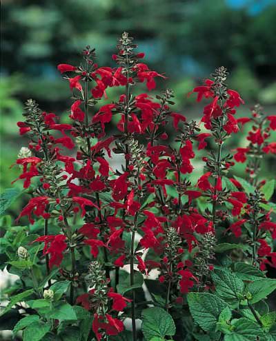 Salvia Hummingbird Forest Fire