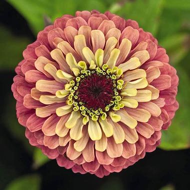 Queen Red Lime Zinnia Flower