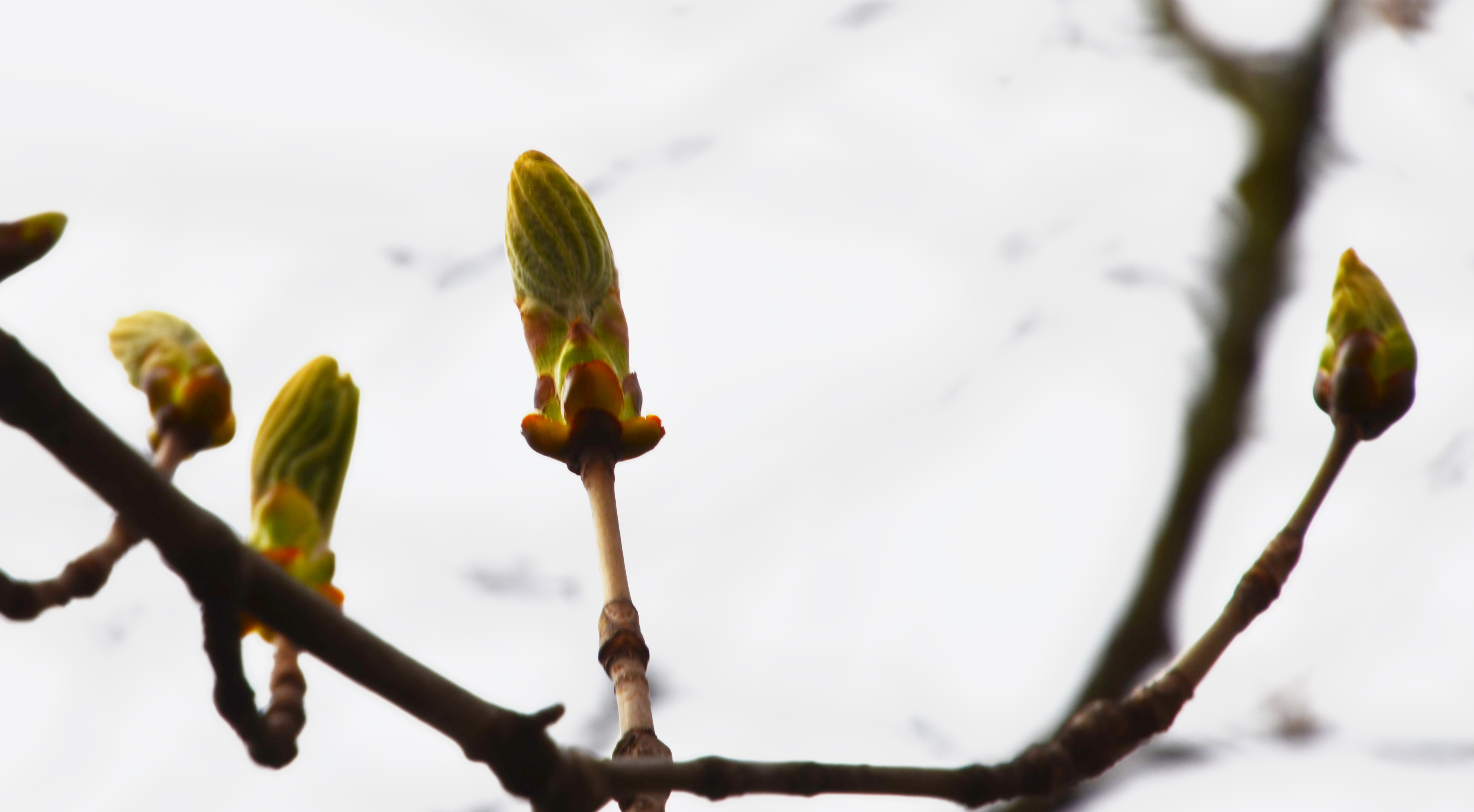 Horse chestnut tree