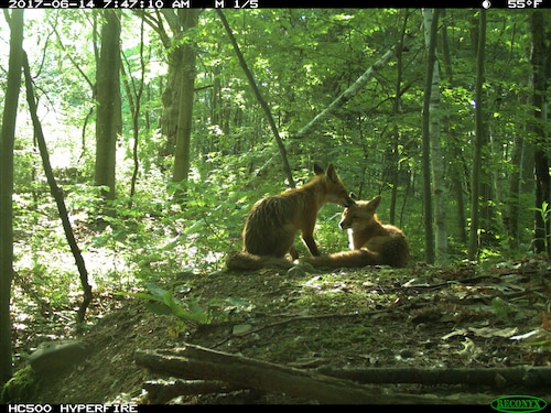 A year in the life of a fox family