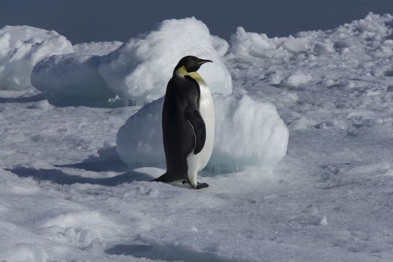 Weddell Sea - In Search Of The Emperor Penguin