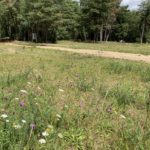 Photo of an open grassy area, in the distance you can see people sitting at picnic bench. Wild flowers in the foreground.