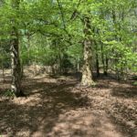 Photo taken looking down a woodland path. Fresh green leaves on the trees.