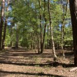 Photo taken looking down a woodland path. Trees either side.