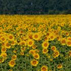 How do sunflowers “see” the Sun? - Archyde