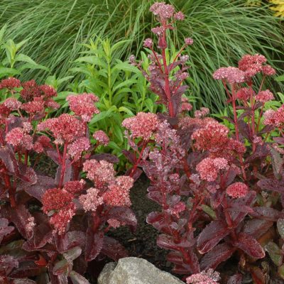 Sedum 'Raspberry Truffle'