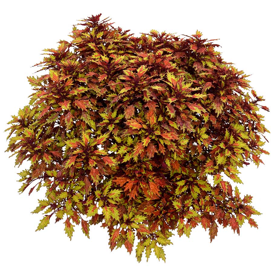 Coleus TERRA NOVA® 'Harvest Time'