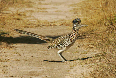 Steve Hillebrand Roadrunner standing still (Geococcyx californianus)