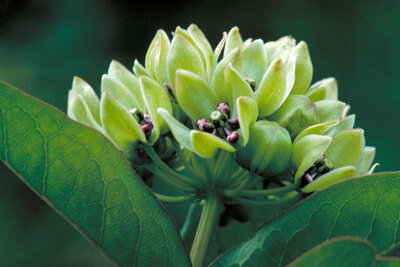 Dr. Thomas G. Barnes Green Milkweed (Asclepias viridiflora),