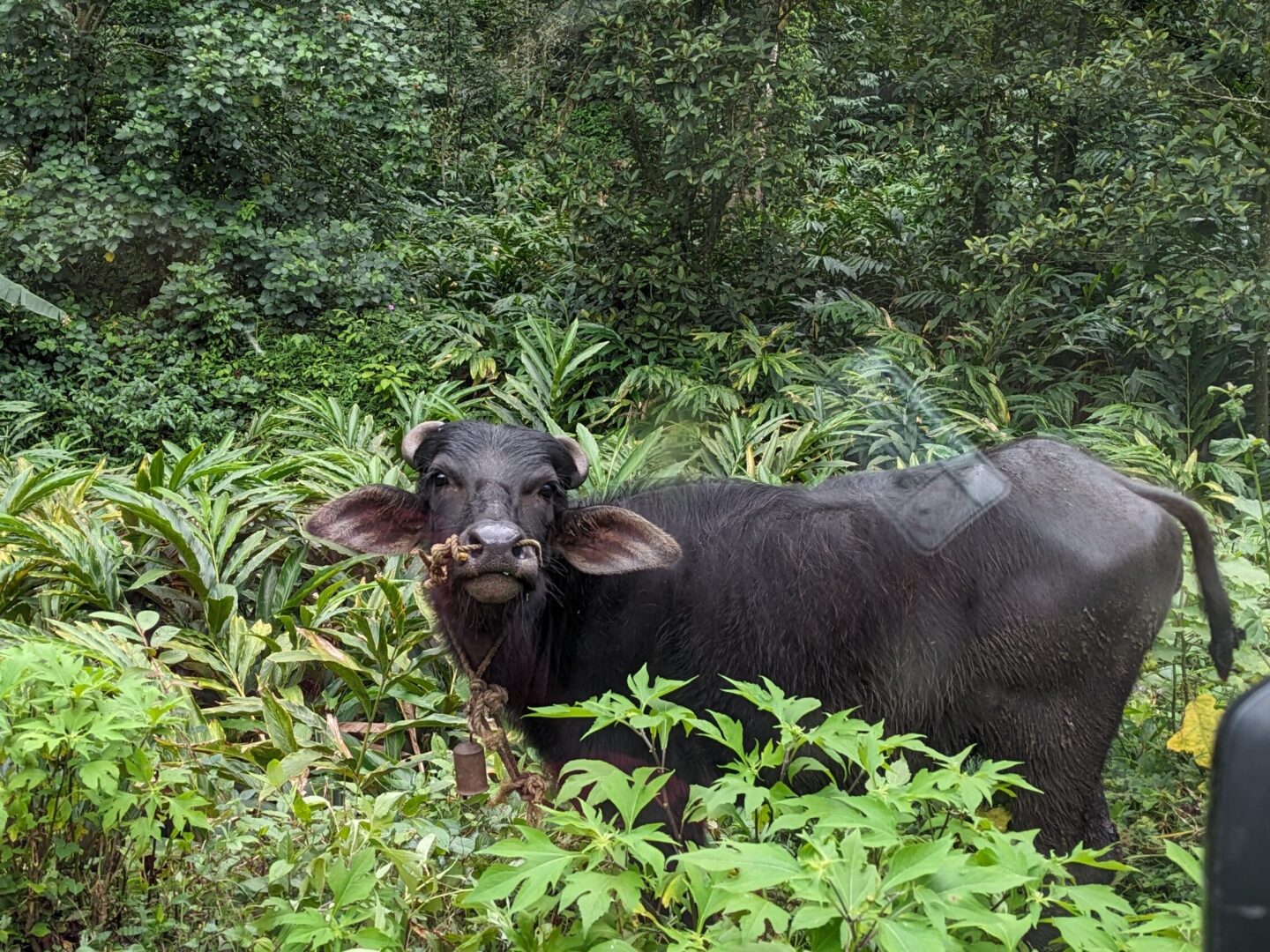 Exploring Munnar: A Tranquil Hillstation with Scenic Tea Plantations