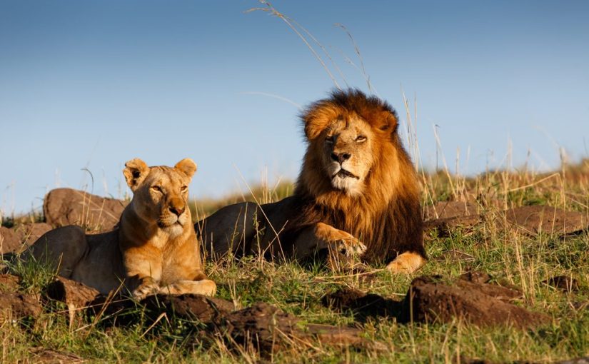 How to Plan the Perfect Wildlife Safari in Kenya – Your Dream African Adventure Awaits!