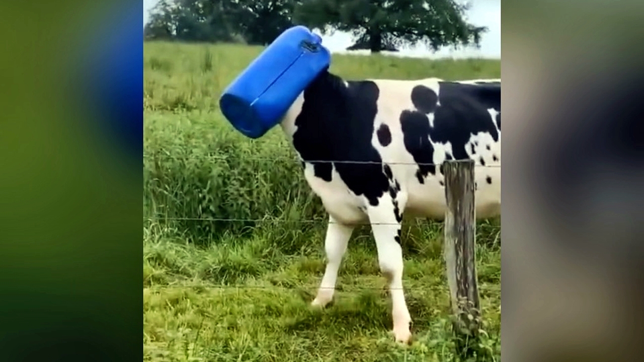 The Big Show - Video of the Day - Mysterious Box Head Cow Caught on Camera